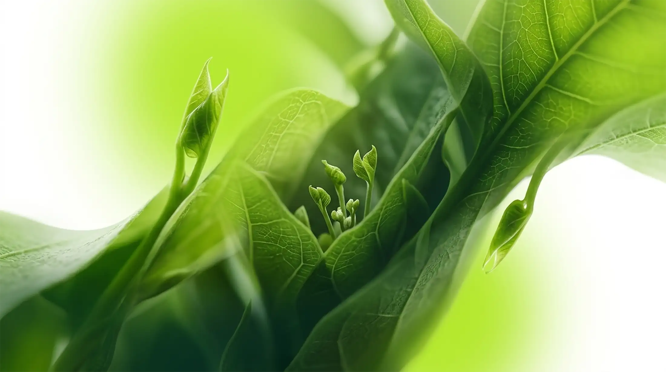 agrodiva_com-mockup-hero